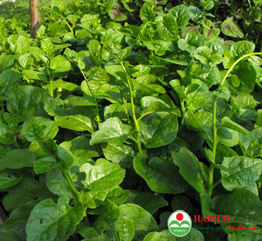 Rau mồng tơi (1kg)