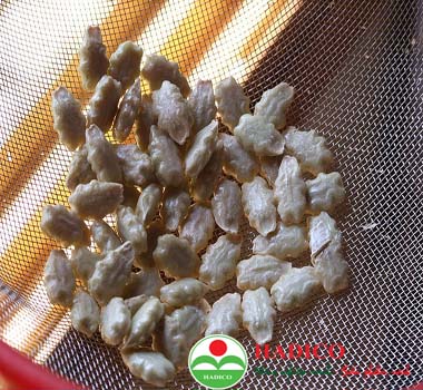 Hạt mướp đắng