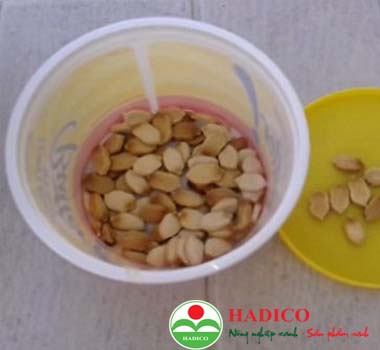 Hạt mướp hương 15 hạt