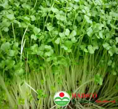 Hạt cải ngọt mầm 100g