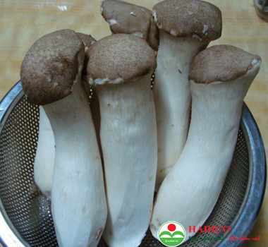 Nấm đùi gà