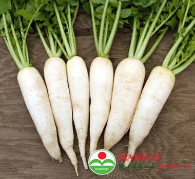 Hạt củ cảI trắng(mầm) 100g (1806)