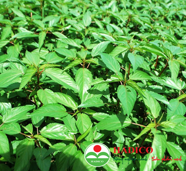 Hạt rau đay 50g (KG) (1029)