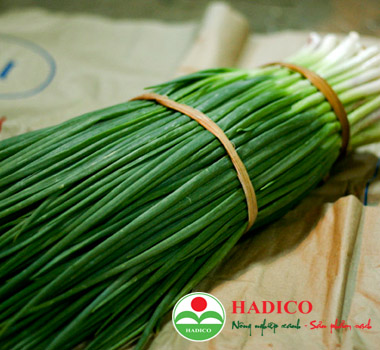 Hạt hành hoa