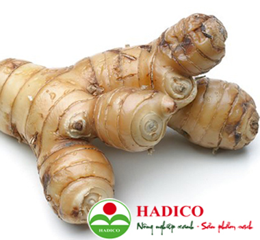 Củ riềng (1kg)