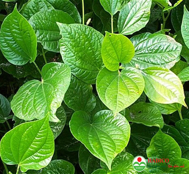 Lá lốt (1kg)