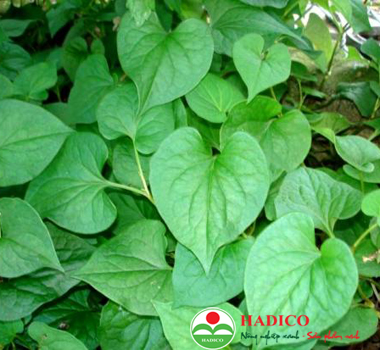 Rau diếp cá (1kg)