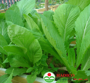 Rau cải ngọt (1kg)