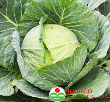 Bắp cải Đà Lạt (1kg)