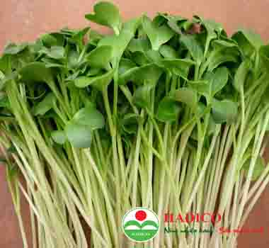 Rau cải mầm trắng