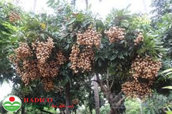 Nhãn muộn