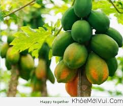 Đu đủ