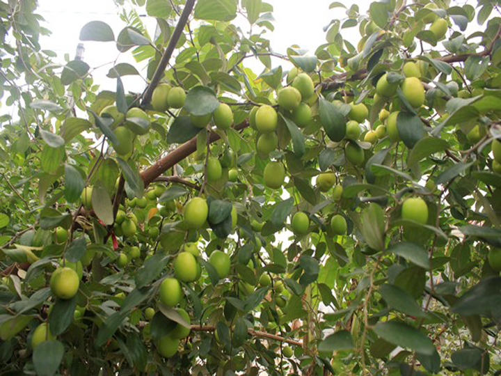 Táo Đài Loan