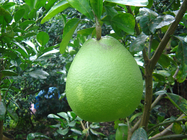 Bưởi da xanh