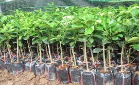 Bưởi chiết trong bầu