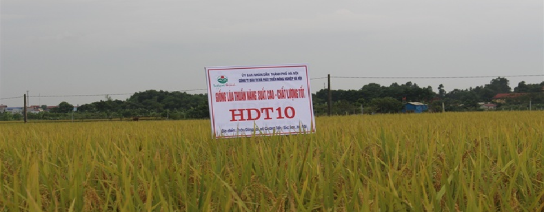 Hạt giống lúa thơm HDT10