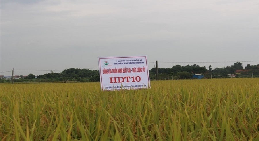 Hạt giống lúa thơm HDT10