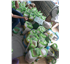 Gạo Tám Điện Biên (5kg)